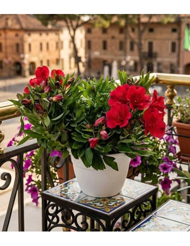 Pianta di Alstroemeria - Giglio del Perù