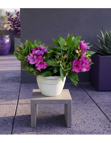 Pianta di Alstroemeria - Giglio del Perù