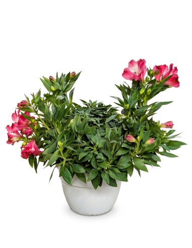 Pianta di Alstroemeria - Giglio del Perù