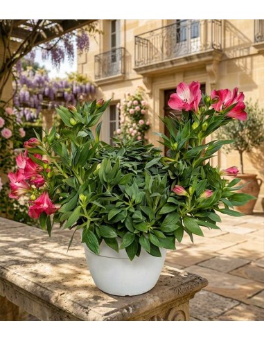 Pianta di Alstroemeria - Giglio del Perù