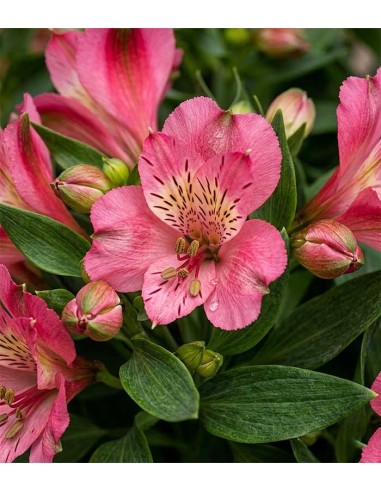 Pianta di Alstroemeria - Giglio del Perù