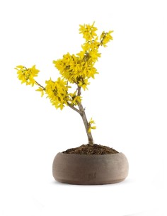 Bonsai di Forsizia...