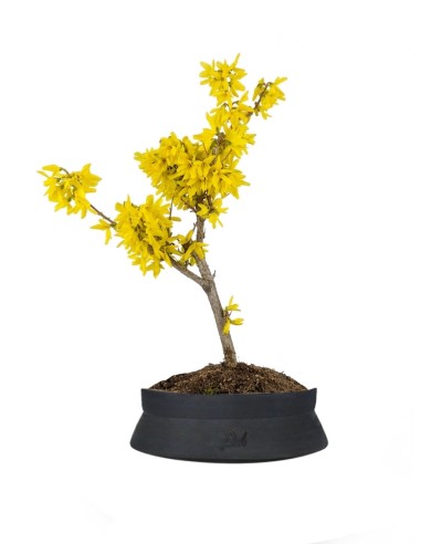 Bonsai di Forsizia Intermedia H45 cm