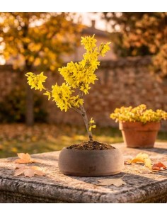 Bonsai di Forsizia... 2