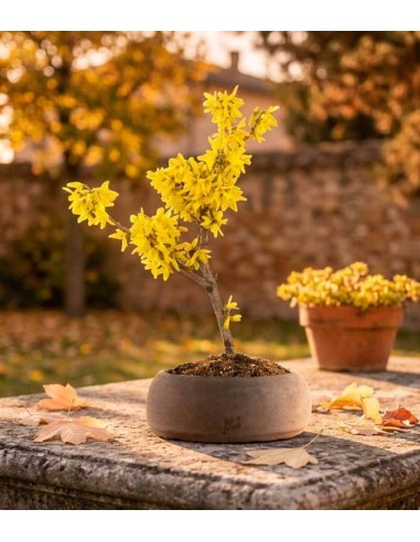 Bonsai di Forsizia Intermedia H45 cm