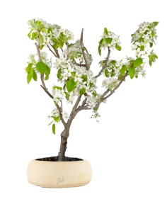 Pero bonsai