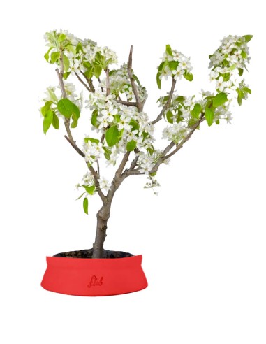 Pero bonsai