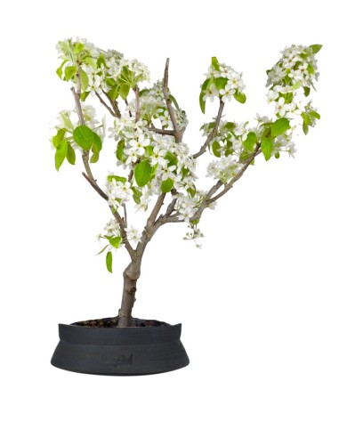 Pero bonsai
