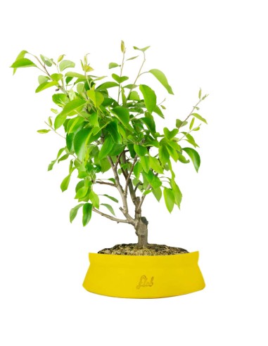 Pero bonsai