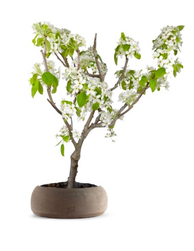 Pero bonsai