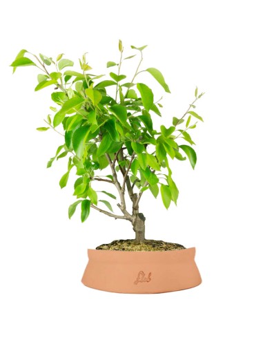 Pero bonsai