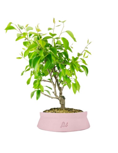 Pero bonsai