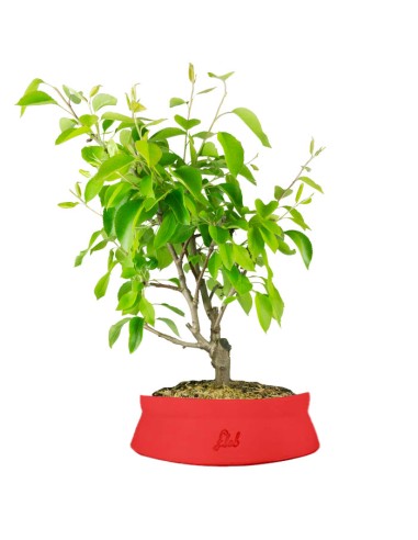 Pero bonsai