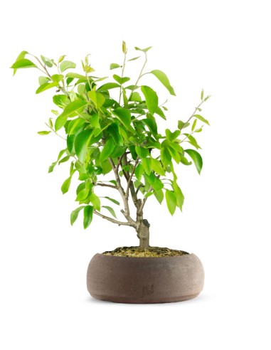 Pero bonsai