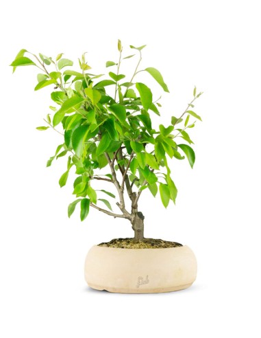 Pero bonsai