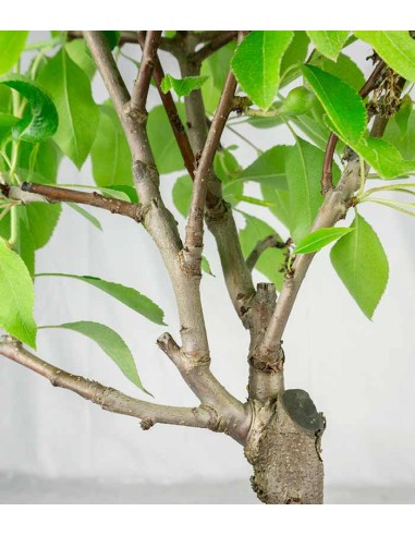 Pero bonsai