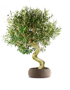 Olivo Esemplare 2. 17 anni