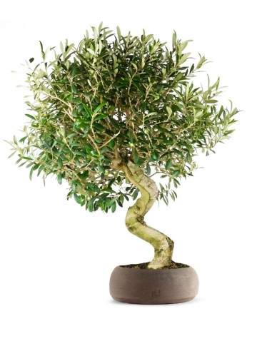 Olivo Esemplare 2. 17 anni