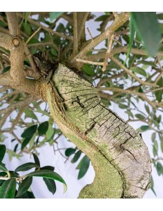 Olivo Esemplare 2. 17 anni 2