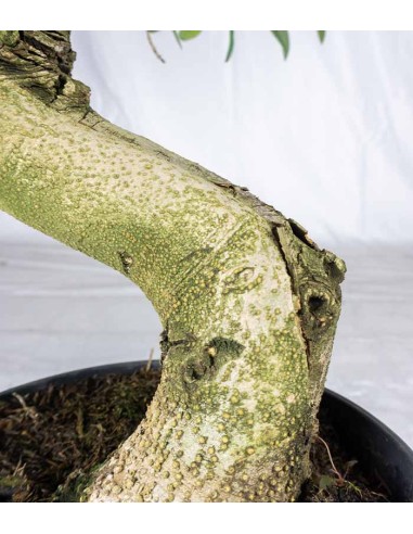 Olivo Esemplare 2. 17 anni