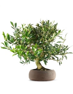 Olivo esemplare 10 anni