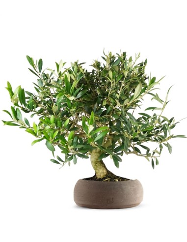 Olivo esemplare 10 anni