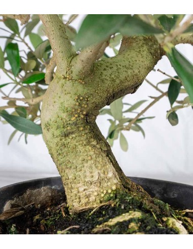 Olivo esemplare 10 anni