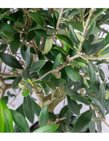 Olivo esemplare 10 anni