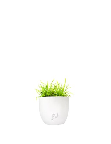 Drosera Capensis Alba