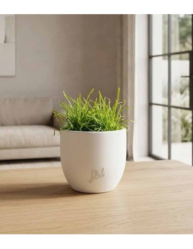 Drosera Capensis Alba