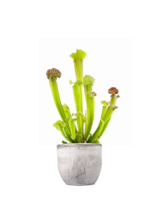 Sarracenia Velvet