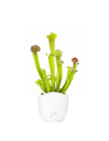 Sarracenia Velvet