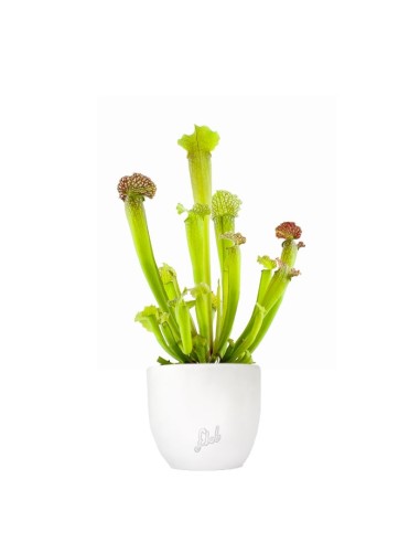 Sarracenia Velvet