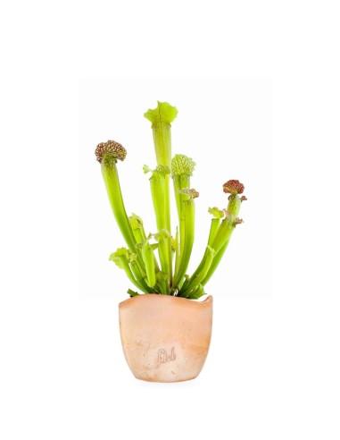 Sarracenia Velvet