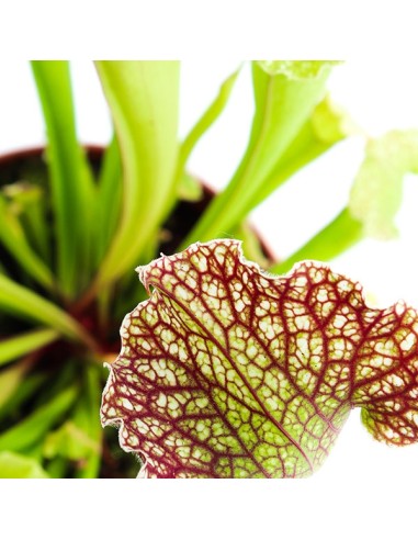 Sarracenia Velvet