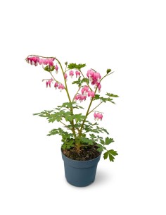 Dicentra Spectabilis (Cuore...