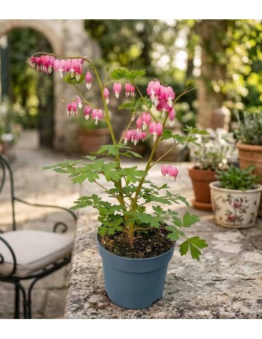 Dicentra Spectabilis (Cuore di Maria)...