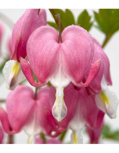 Dicentra Spectabilis Rosa – Pianta...
