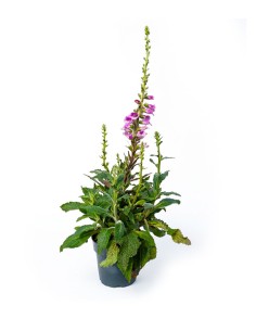 Digitalis Purpurea - Fiori...