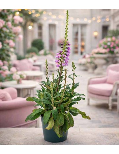Digitale Purpurea (Digitalis)