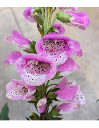 Digitale Purpurea (Digitalis)