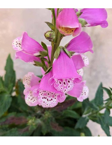 Digitale Purpurea (Digitalis)