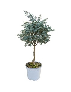 Eucalipto alberello -...