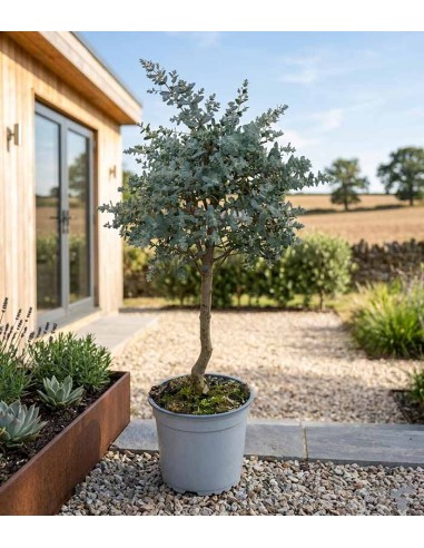 Eucalipto alberello - Pianta...