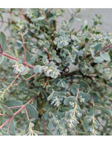 Eucalipto alberello - Pianta...