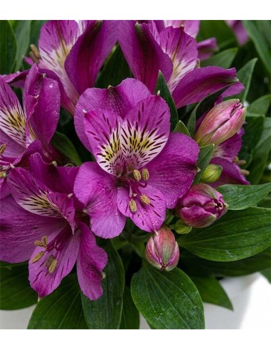 Pianta di Alstroemeria - Giglio del Perù
