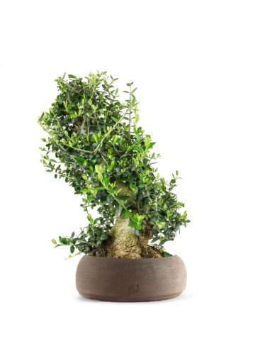 Olivastro Esemplare 1. 14 anni