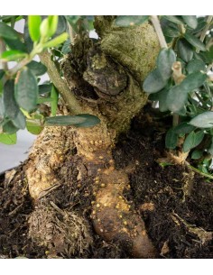 Olivastro Esemplare 1. 14 anni 2