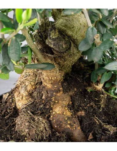 Olivastro Esemplare 1. 14 anni