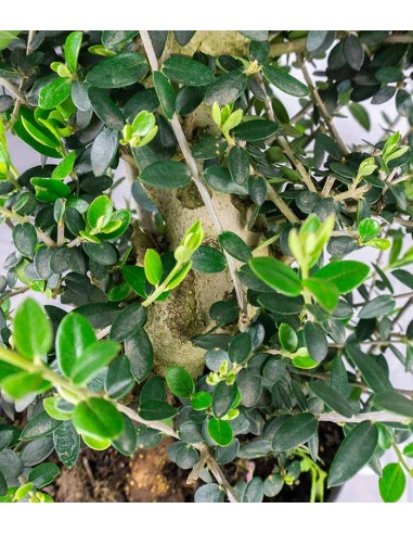 Olivastro Esemplare 1. 14 anni